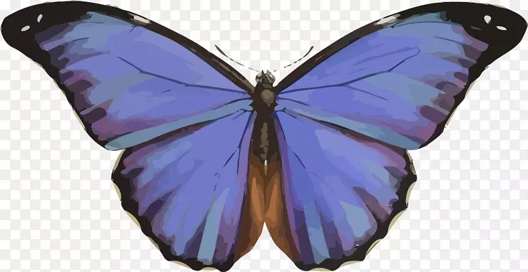 昆虫美纽斯蓝斑蝶和飞蛾刷足蝴蝶食虫性