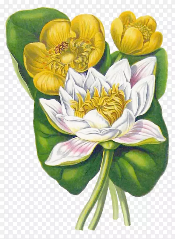 白水百合黄色水百合花植物学插图复古花