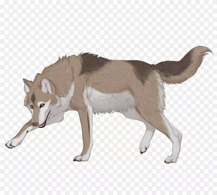 萨鲁士狼狗捷克斯洛伐克狼狗西伯利亚哈士奇雪豹西伯利亚雪橇犬品种