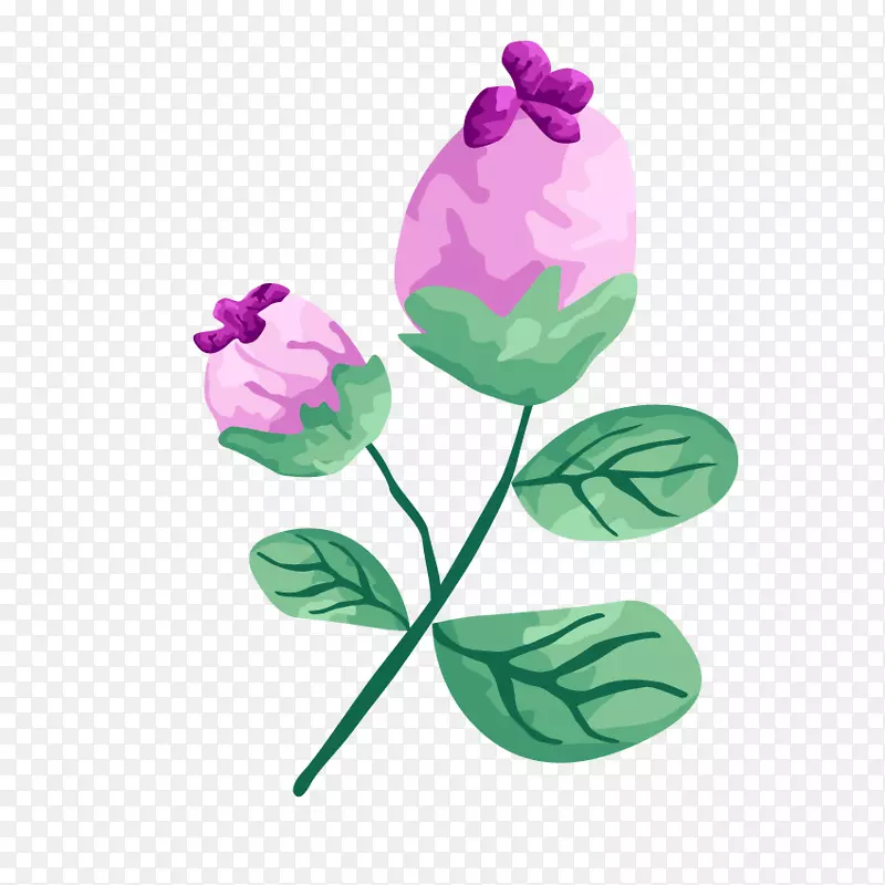png图片图形插图封装后脚本水杨酸玫瑰植物