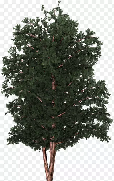 云杉，英式红豆杉，圣诞树，冷杉，松树，功能性