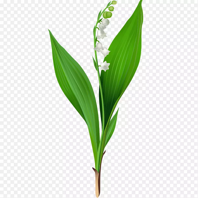花卉图形、剪贴画、花卉设计插图.白色植物