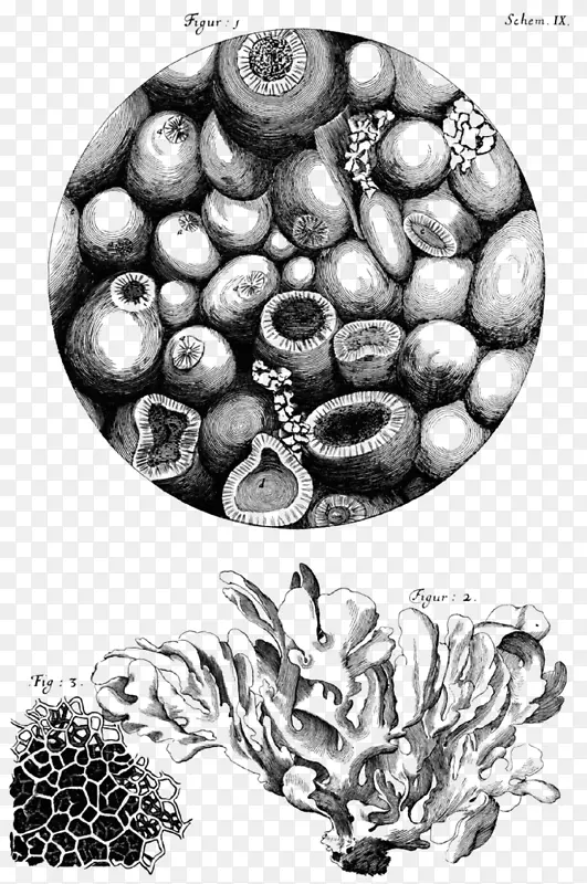 显微显微镜细胞植物图解发现-显微镜