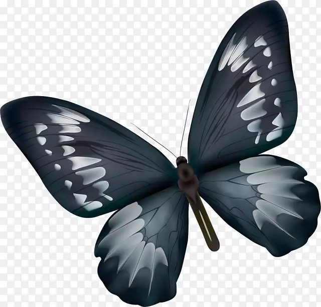 毛茸茸的蝴蝶、昆虫、细丝蝴蝶、带翅膀的蝴蝶、png网络图.蝴蝶