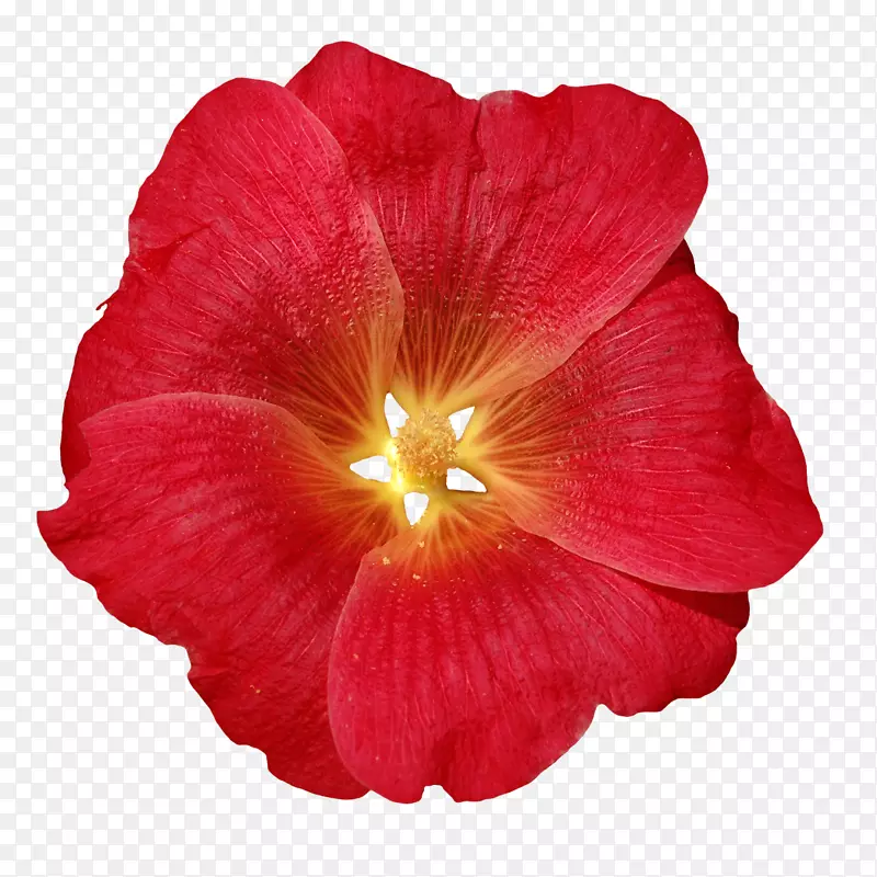 迷迭香一年生植物草本植物红红-夏季旗