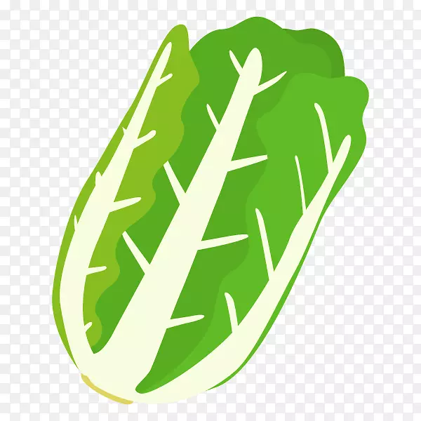 纳帕卷心菜插图图片纳巴莫诺蔬菜