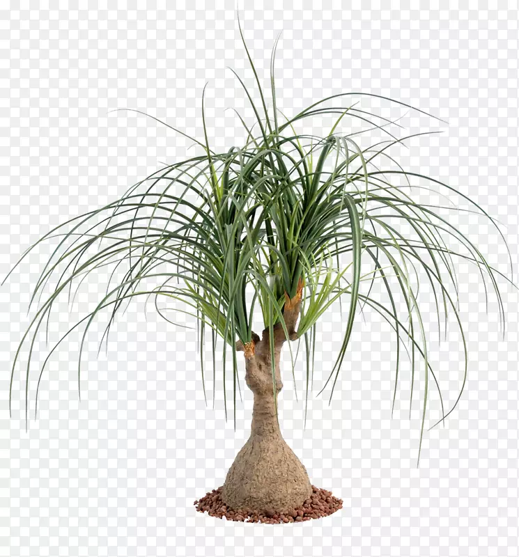 马尾棕榈，室内植物，棕榈树，肉质植物-植物