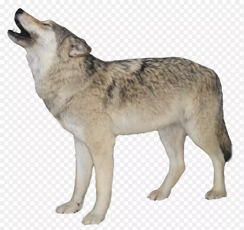 狗-红狐北极狼png图片.狗