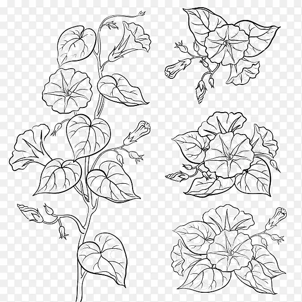 花画，牵牛花，植物插图，图.叶黑色