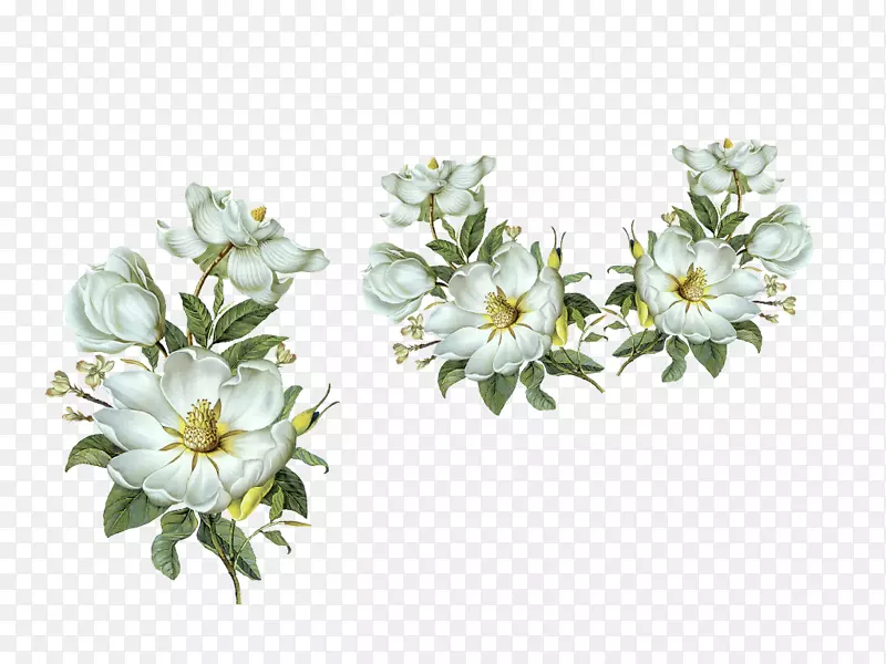 标签设计白色图像花卉-菲奥里