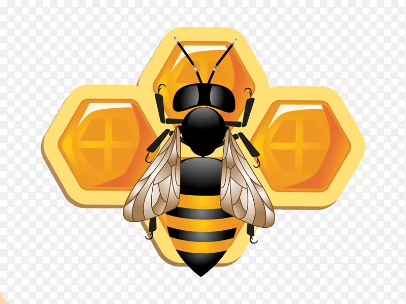 蜜蜂蜂巢养蜂后