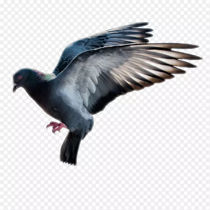 黑斑鸽和鸽子防治鼠害