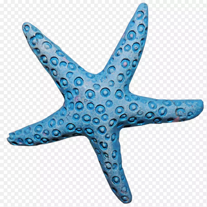 海星无脊椎动物蓝海星png图片剪辑艺术-海星
