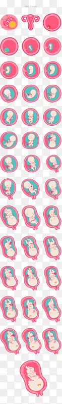 妊娠影像受精婴儿产前发育周期