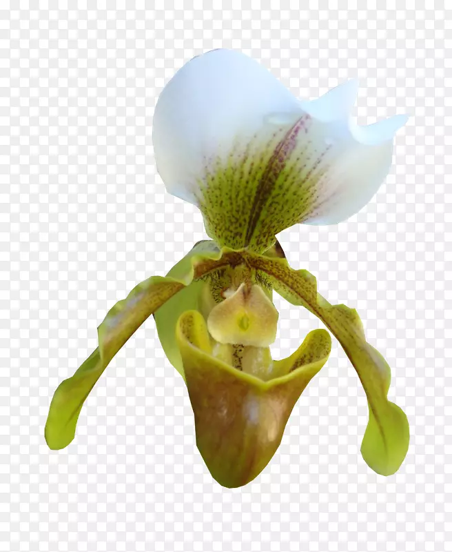 茶壶杯图像蛾兰png图片.花卉气球动物