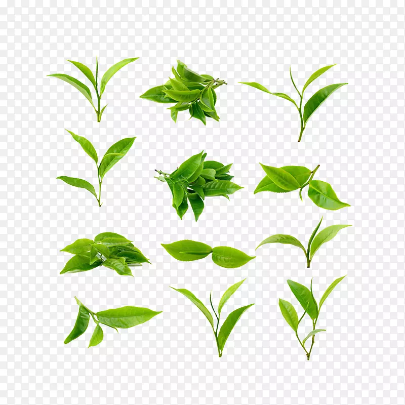 绿茶抹茶茶叶分级茶厂-产品所有者