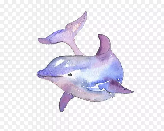 常见宽吻海豚水彩画-动物背景