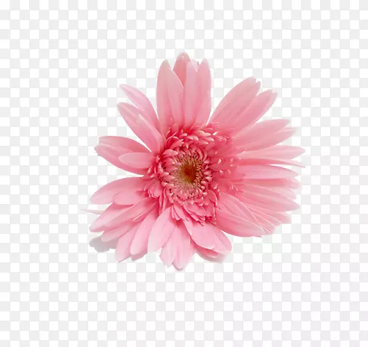 花园式png图片图像普通雏菊-粉红色百合花