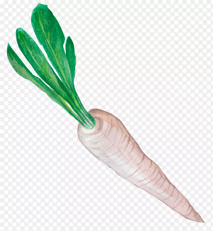 萝卜蔬菜食用png图片.胡萝卜