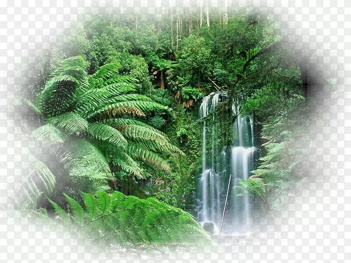 热带森林亚马逊雨林热带森林