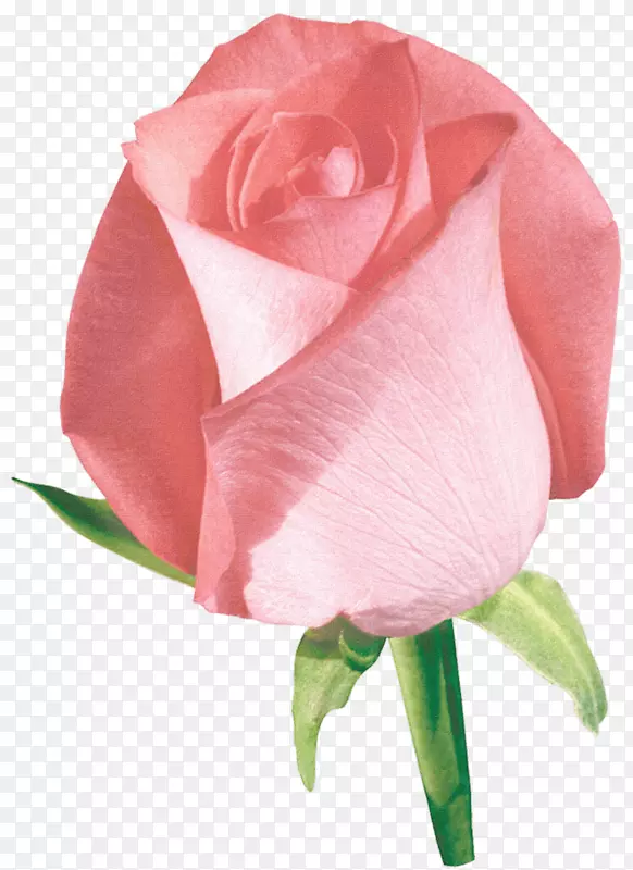 花园玫瑰花卉设计剪贴画-美丽的玫瑰