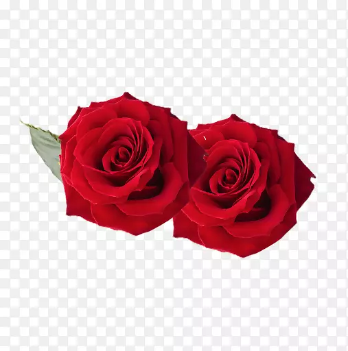 花园玫瑰花设计png图片图像玫瑰花束
