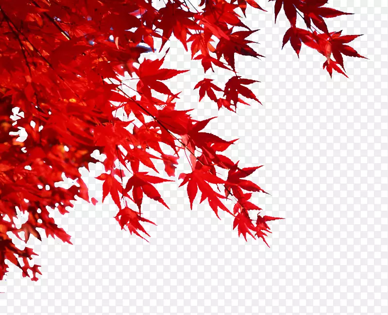 秋叶彩色图像png图片.秋季名称标签