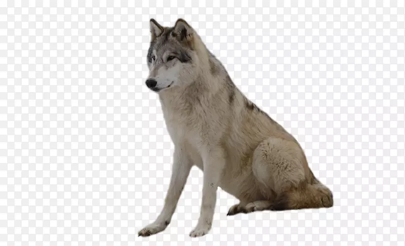 非洲野狗捷克斯洛伐克狼萨勒斯狼狗png图片-小狗
