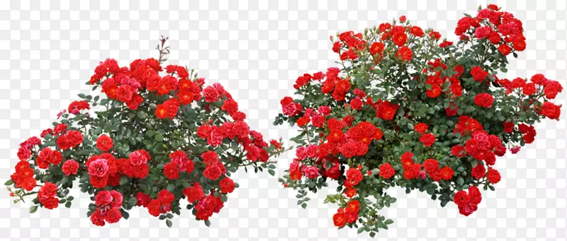玫瑰png图片剪辑艺术灌木形象花园花