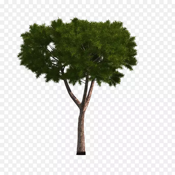 树png图片图像adobe Photoshop冷杉-简单树