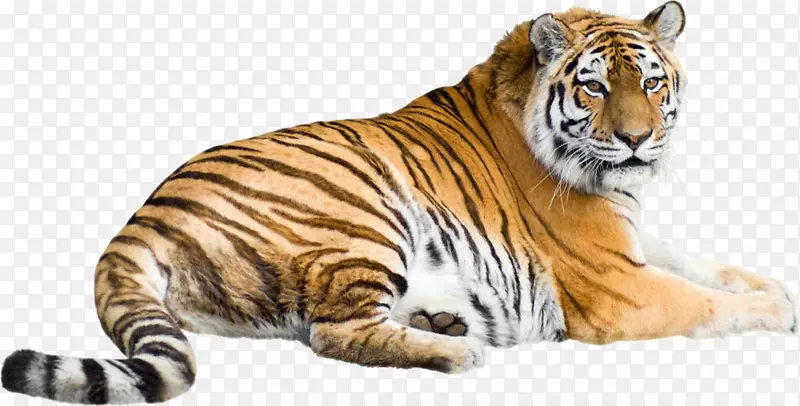 西伯利亚虎股摄影图形图像插图-美丽的老虎