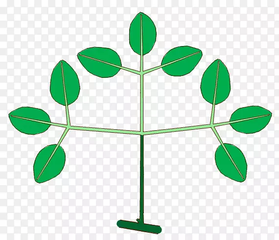 叶植物茎植物剪贴画附生植物-花冠框架