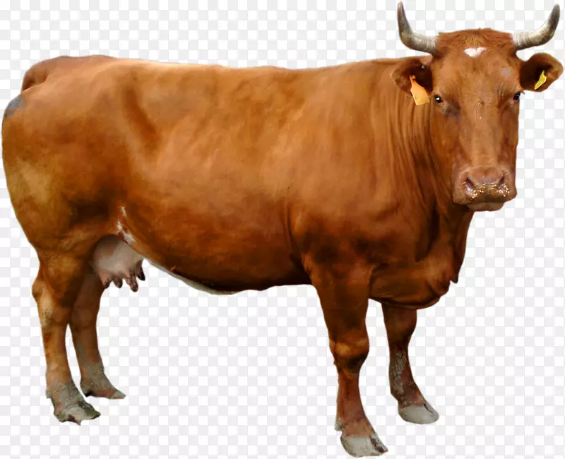 格恩西岛牛，荷斯坦牛，弗里斯坦牛，白公园牛，英国白牛，泽西牛