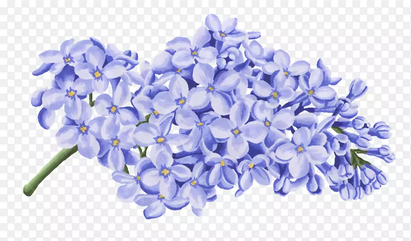 蓝色花瓣png图片图片花-蓝色同情花