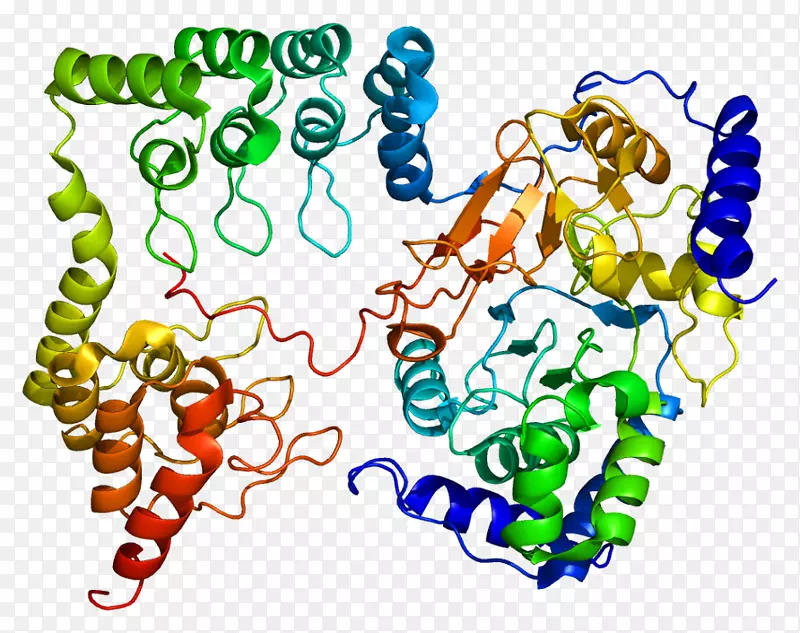 肌球蛋白-轻链磷酸酶ppp1r12a mylk蛋白磷酸酶1 ppp1cb