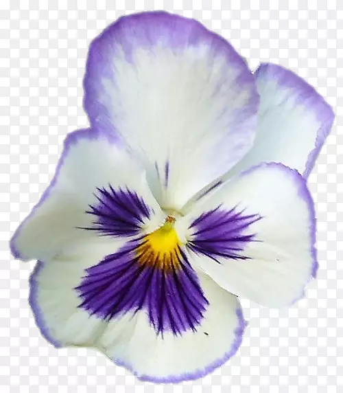 潘西紫罗兰花png图片花瓣-中提琴泡泡