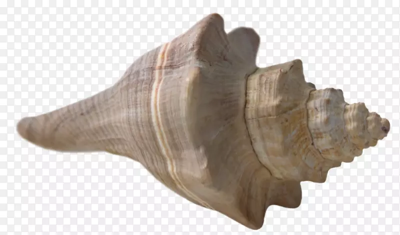 可移植网络图形海滩软体动物贝壳海螺