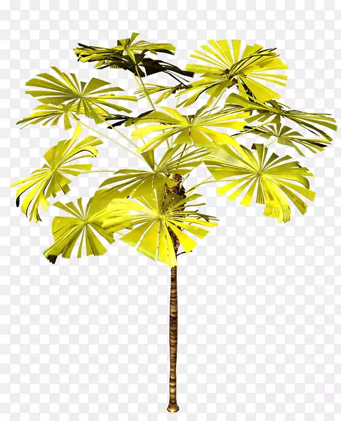 亚洲棕榈属植物-植物水彩