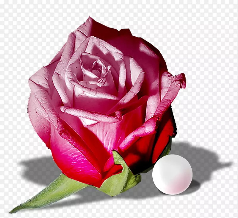 花园玫瑰粉红色png图片图像绿色