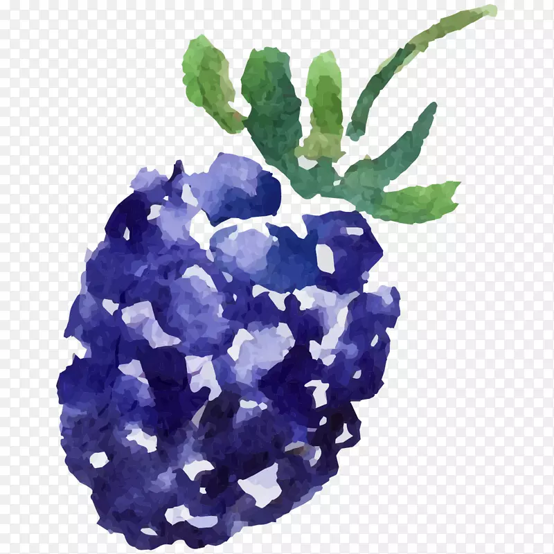 桑树图像png图片.蓝色水果