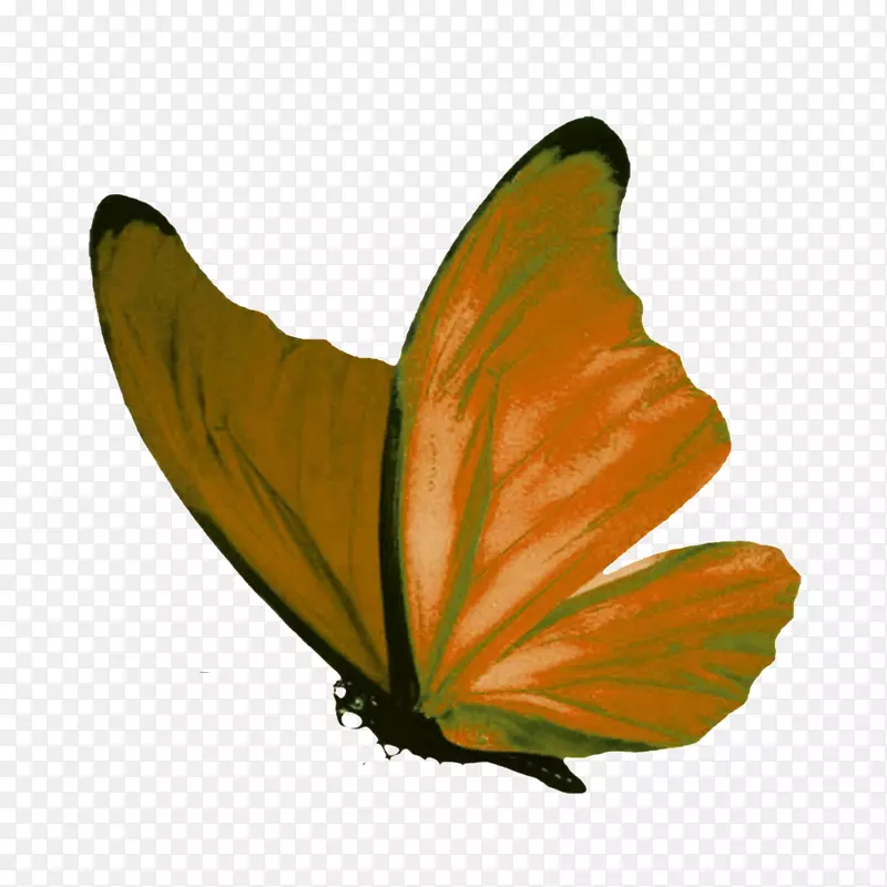 蝴蝶图像png图片