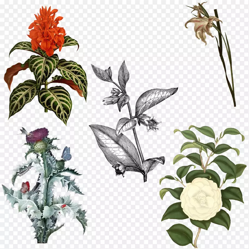 植物学家的储存库，用于新的和稀有的植物图片框插图设计.植物