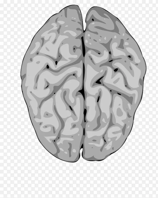 人体脑图形神经系统-大脑