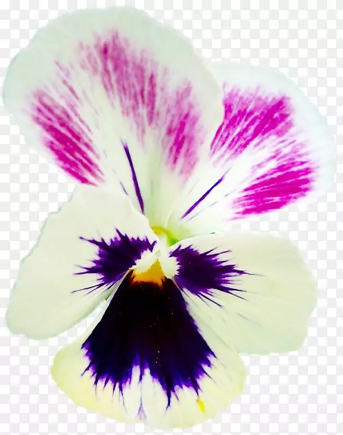 Pansypng图片剪辑艺术平面设计花卉-中提琴泡泡