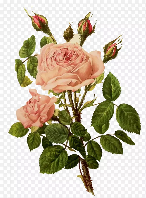 png图片玫瑰花设计剪贴画插图玫瑰