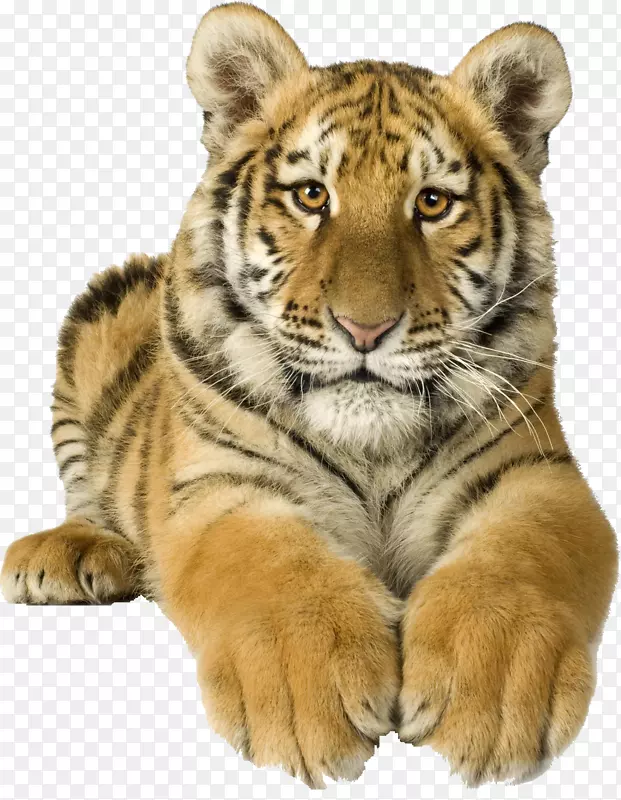 狮子猫科猫孟加拉虎西伯利亚虎透明豹