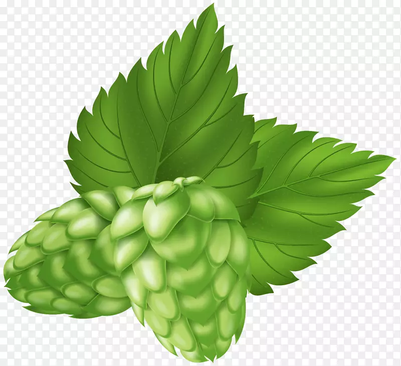 啤酒花剪贴画png图片图像-啤酒