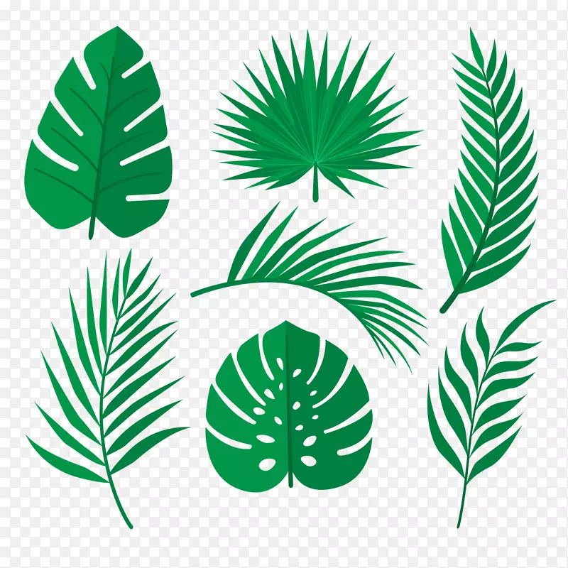 棕榈树热带雨林叶片图像图.热带树叶