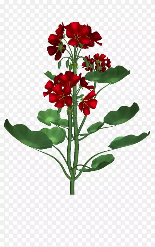 植物插画png图片花卉插画植物学-花卉设计