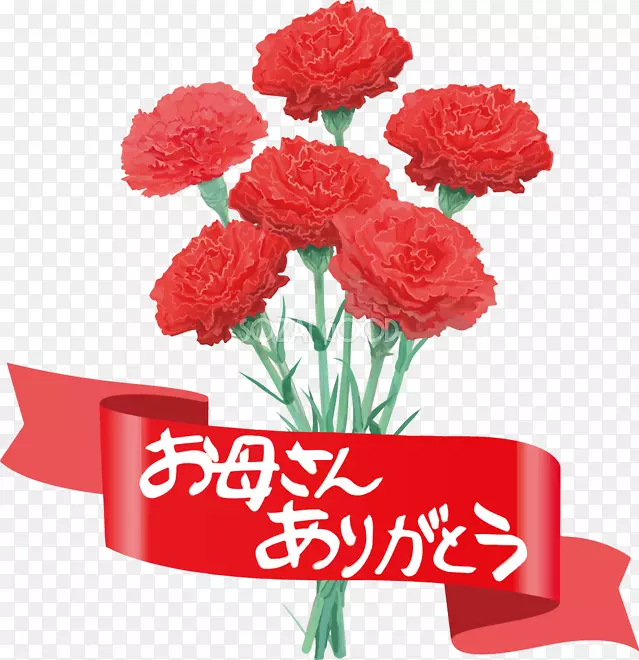 康乃馨花园玫瑰母亲节花卉设计剪花母亲节